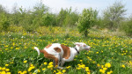 Milou 